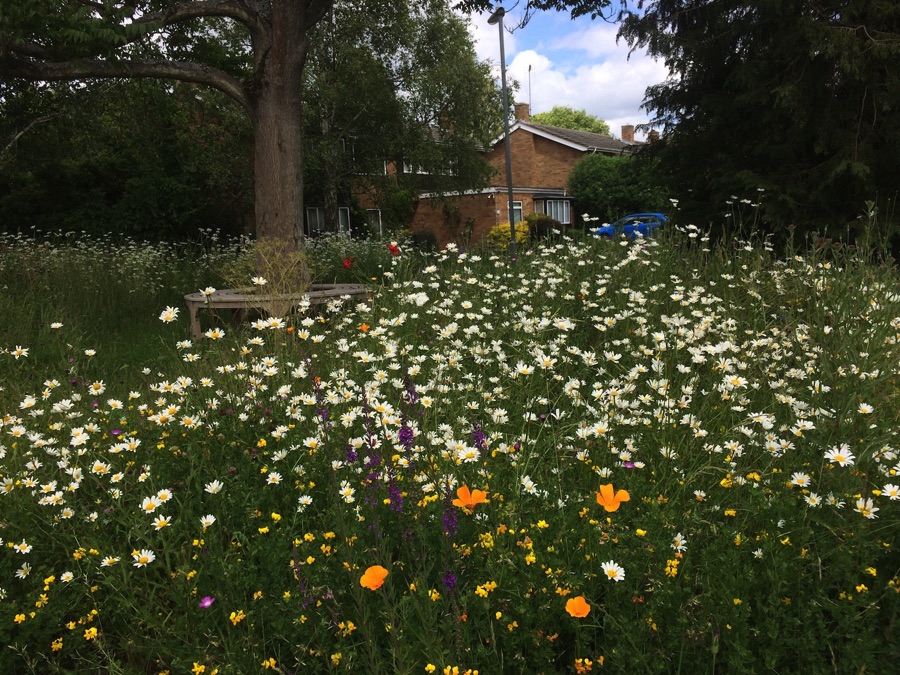 Cambridge pollinator garden